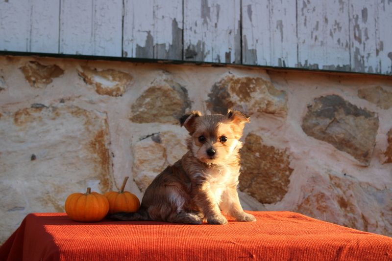 puppy, for, sale, Morkie, Matthew B. Stoltzfus, dog, breeder, Gap, PA, dog-breeder, puppy-for-sale, forsale, nearby, find, puppyfind, locator, puppylocator, aca